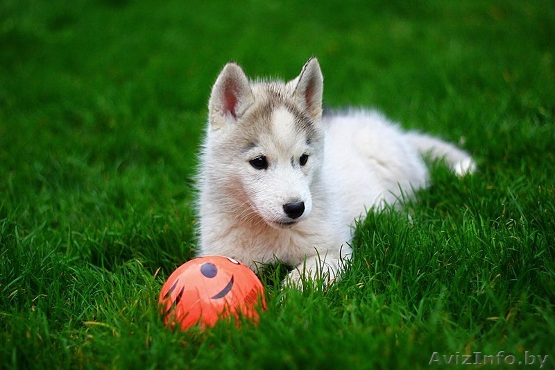 Хаски Щенки - импортные крови - Изображение #6, Объявление #1488909