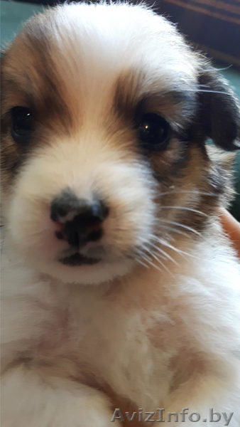 Эти глаза никогда не обманут. - Изображение #1, Объявление #1497603