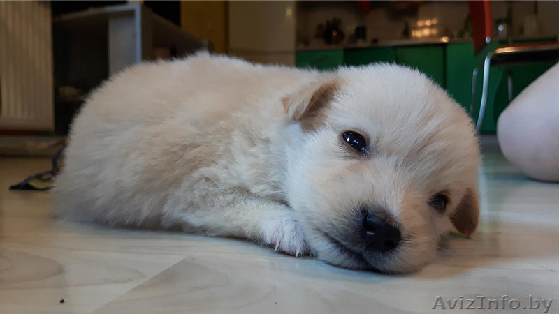 Эти глаза никогда не обманут. - Изображение #6, Объявление #1497603