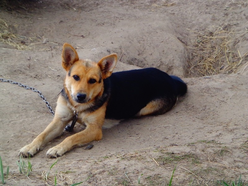 Эти глаза никогда не обманут. - Изображение #7, Объявление #1497603