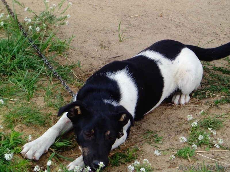 Щенки в подарок - Изображение #1, Объявление #1497606