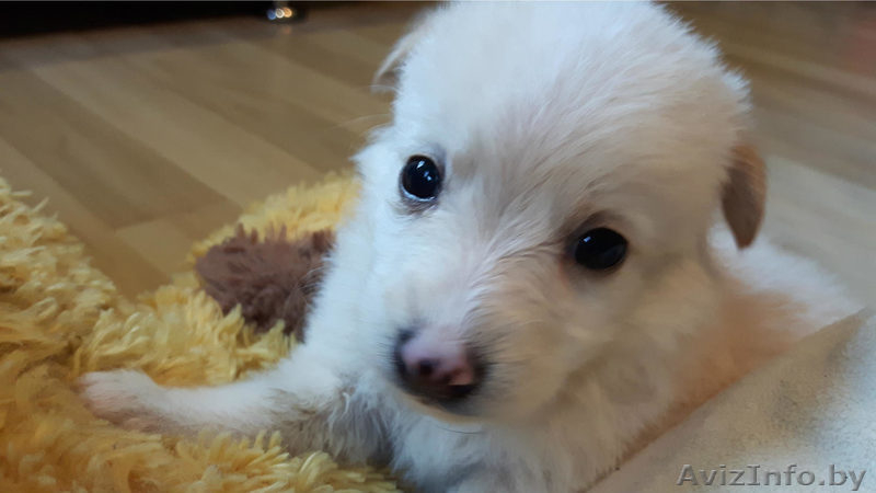 Щенки в подарок - Изображение #3, Объявление #1497606