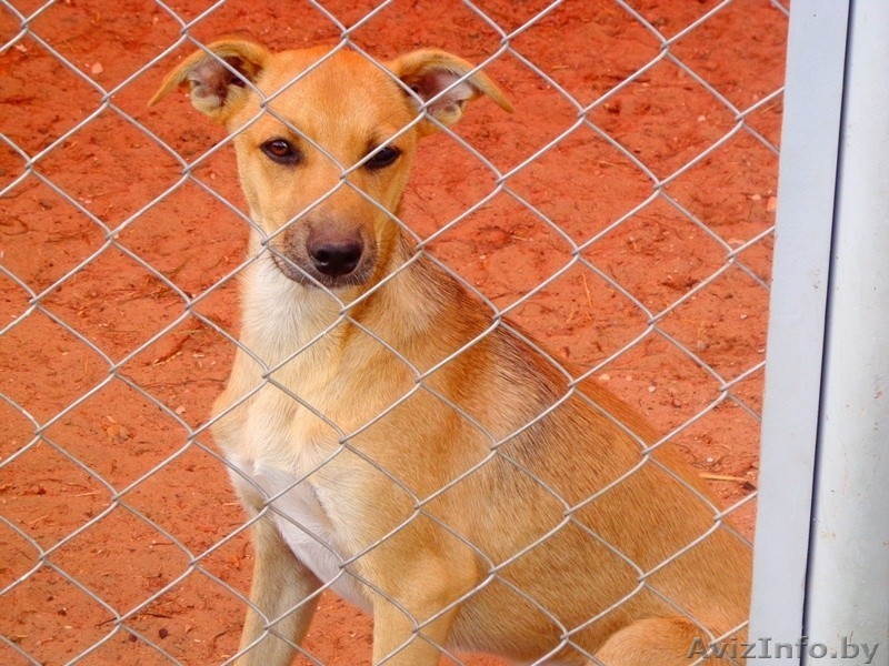 Щенки в подарок - Изображение #4, Объявление #1497606