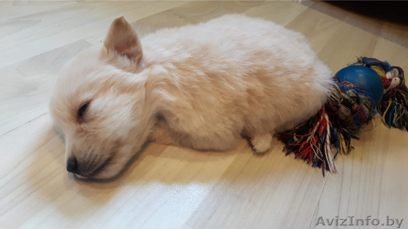 Щенки в подарок - Изображение #7, Объявление #1497606