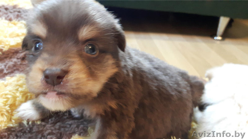 Щенки в подарок - Изображение #8, Объявление #1497606