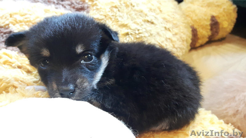 Щенки в подарок - Изображение #9, Объявление #1497606