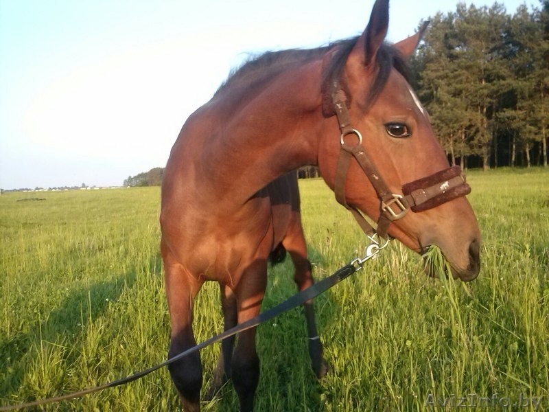 Конно-спортивный клуб "Успех" (верховая езда, обучение,выезд в поля, фотосесии - Изображение #1, Объявление #1494691