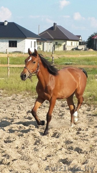 Конно-спортивный клуб "Успех" (верховая езда, обучение,выезд в поля, фотосесии - Изображение #5, Объявление #1494691