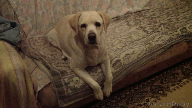 Cука породы лабрадор ретривер ищет нового хозяина - Изображение #2, Объявление #1497771