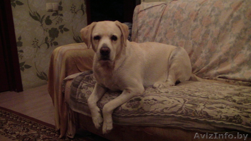Cука породы лабрадор ретривер ищет нового хозяина - Изображение #1, Объявление #1497771