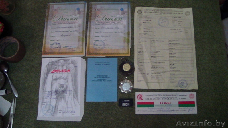 Cука породы лабрадор ретривер ищет нового хозяина - Изображение #3, Объявление #1497771