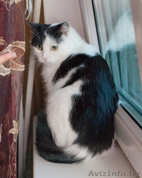 Кошка Мила, 1,5 года. Стерилизована, привита. - Изображение #4, Объявление #1497266