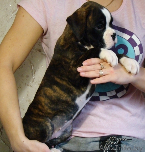 Щенки немецкого боксера - Изображение #1, Объявление #1503772