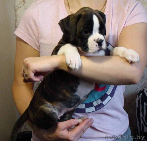 Щенки немецкого боксера - Изображение #4, Объявление #1503772