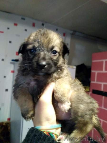 Друг для пенсионера (щеночки от маленькой собачки) - Изображение #2, Объявление #1513320