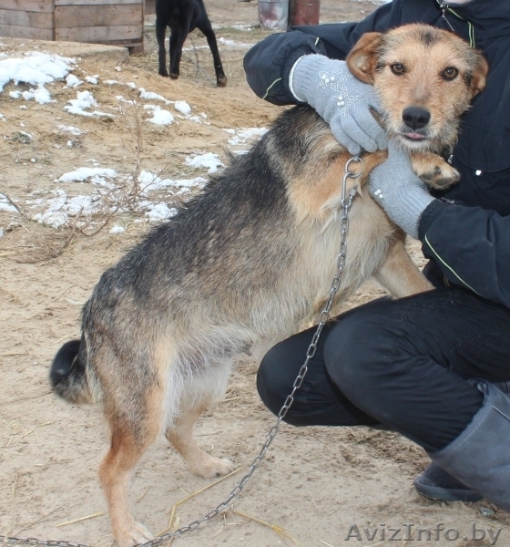 Здоровые, привитые и стерилизованные собачки из приюта - Изображение #1, Объявление #1513364