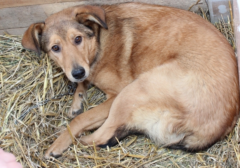 Здоровые, привитые и стерилизованные собачки из приюта - Изображение #4, Объявление #1513364