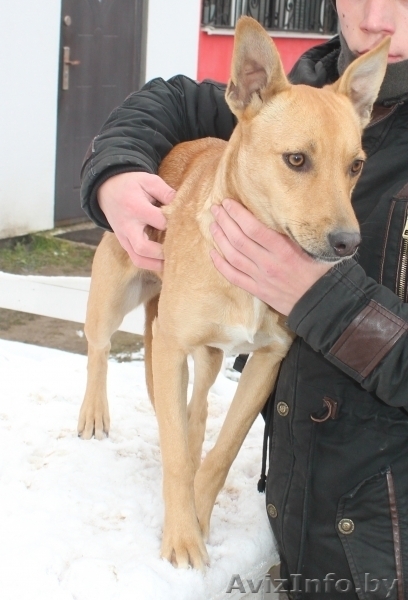 Здоровые, привитые и стерилизованные собачки из приюта - Изображение #5, Объявление #1513364