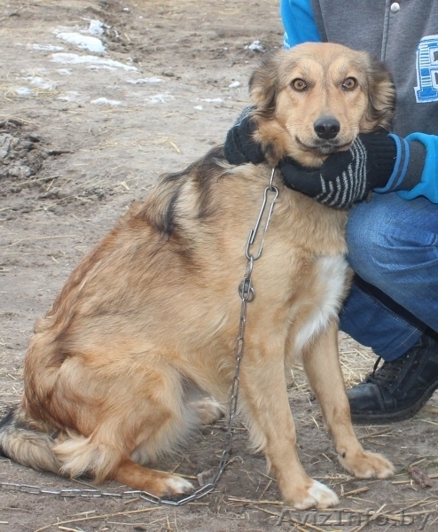 Здоровые, привитые и стерилизованные собачки из приюта - Изображение #6, Объявление #1513364