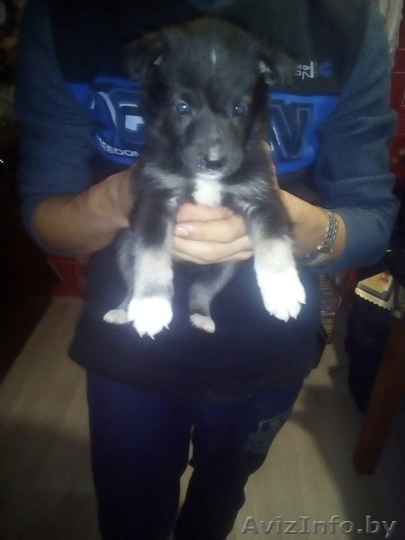 Привитые, зоровые щенки в дар - Изображение #1, Объявление #1521336