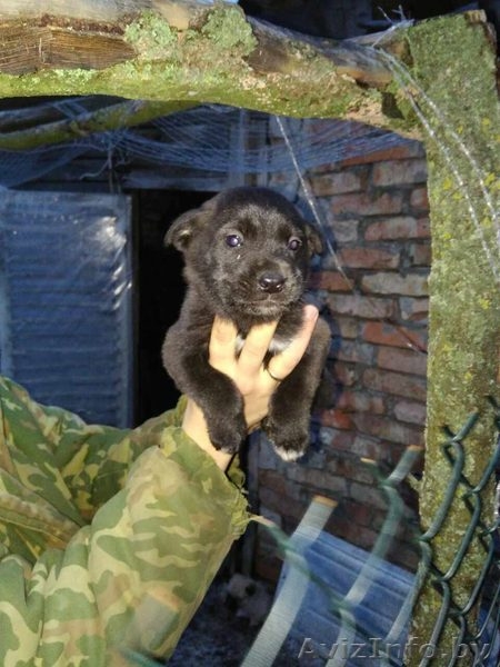 Привитые, зоровые щенки в дар - Изображение #2, Объявление #1521336