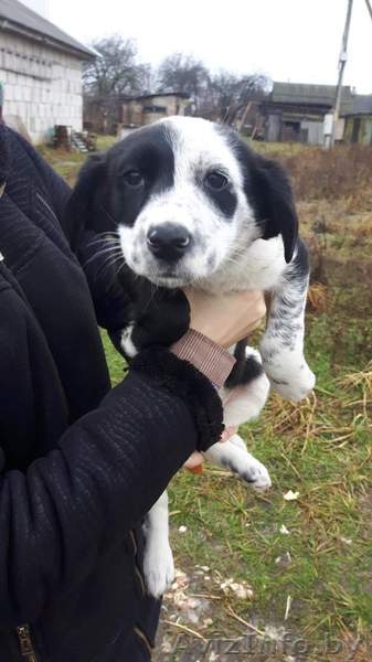 Привитые, зоровые щенки в дар - Изображение #4, Объявление #1521336