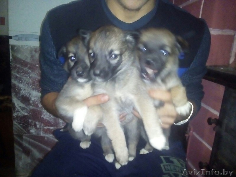 Привитые, зоровые щенки в дар - Изображение #6, Объявление #1521336