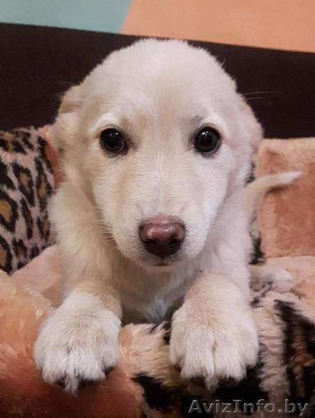 Привитые, зоровые щенки в дар - Изображение #7, Объявление #1521336