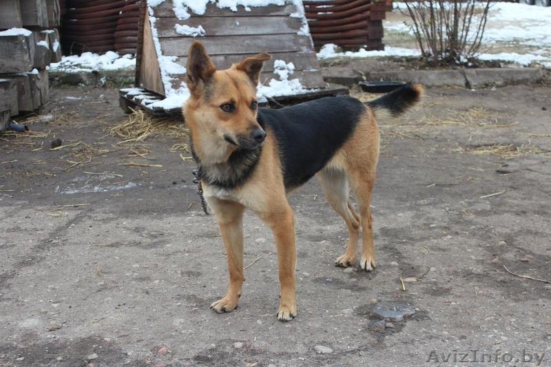 Верный и надежный охранник для вашего дома и имущества - Изображение #2, Объявление #1521338