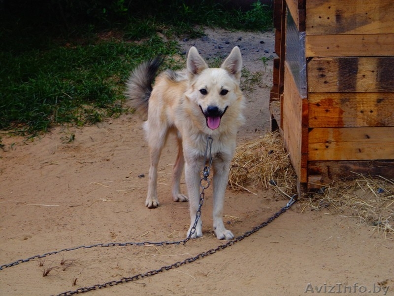 Верный и надежный охранник для вашего дома и имущества - Изображение #6, Объявление #1521338