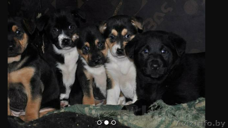 щенки крупной породы в дар - Изображение #2, Объявление #1528063