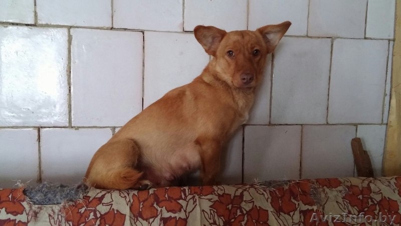 Рыжик ищет дом с хозяевами - Изображение #3, Объявление #1539239