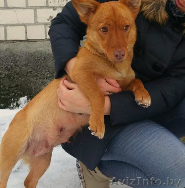 Рыжик ищет дом с хозяевами - Изображение #1, Объявление #1539239