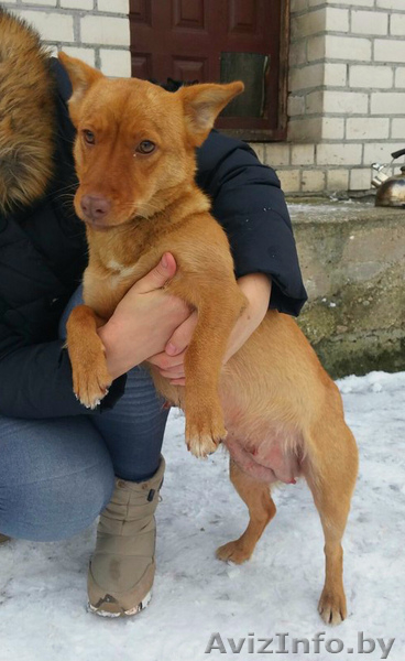 Рыжик ищет дом с хозяевами - Изображение #2, Объявление #1539239