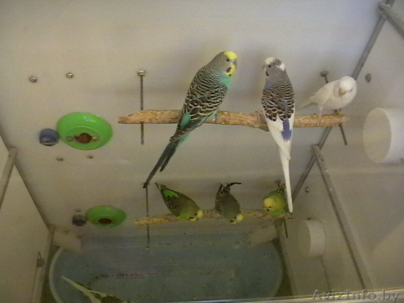 продам волнистых попугая, попугаев - Изображение #7, Объявление #1570109