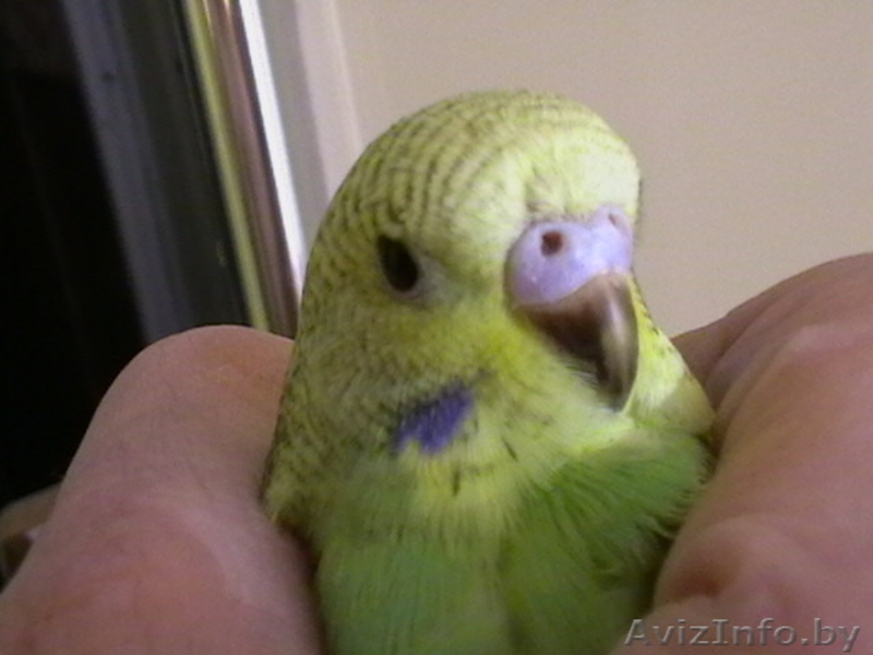 продам волнистых попугая, попугаев - Изображение #4, Объявление #1570109