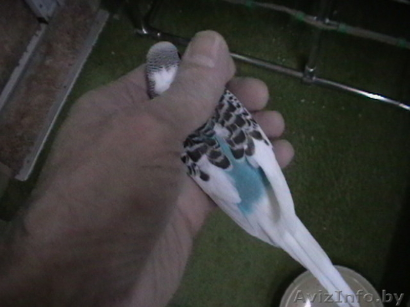 продам волнистых попугая, попугаев - Изображение #5, Объявление #1570109
