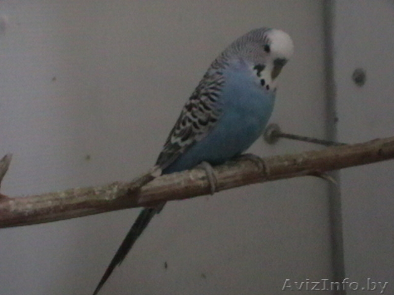 продам волнистых попугая, попугаев - Изображение #1, Объявление #1570109