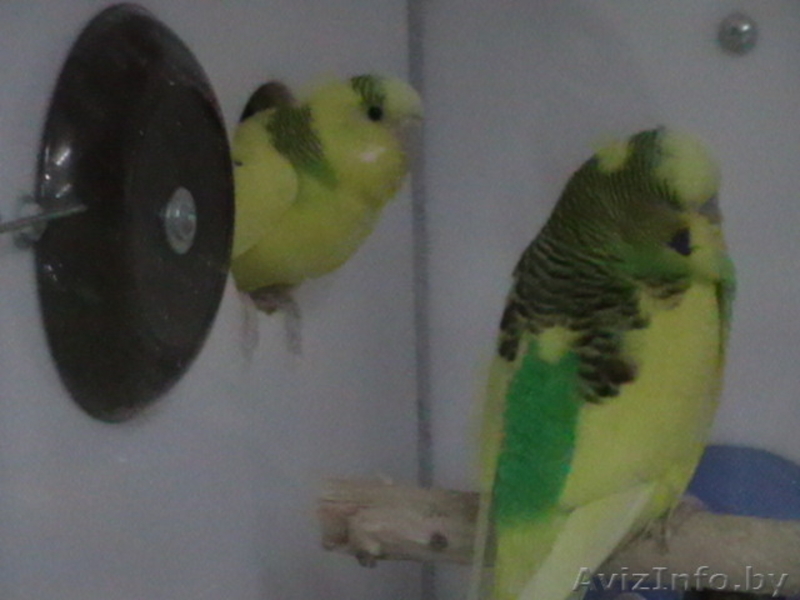 продам волнистых попугая, попугаев - Изображение #3, Объявление #1570109