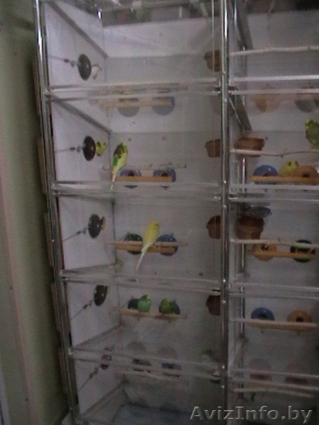 продам волнистых попугая, попугаев - Изображение #2, Объявление #1570109