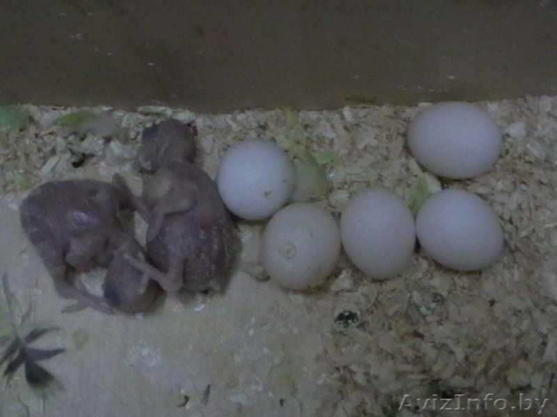 продам волнистых попугая, попугаев - Изображение #6, Объявление #1570109