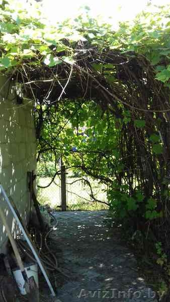 Продам дачу с садовым домиком или обменяю на седельный тягач - Изображение #9, Объявление #1575896