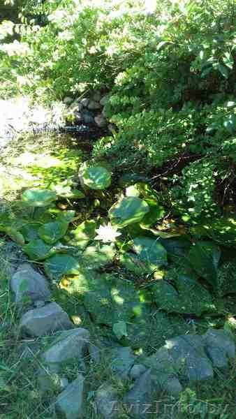 Продам дачу с садовым домиком или обменяю на седельный тягач - Изображение #1, Объявление #1575896