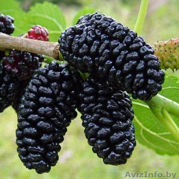 Шелковица саженцы сортовые - Изображение #2, Объявление #1581962