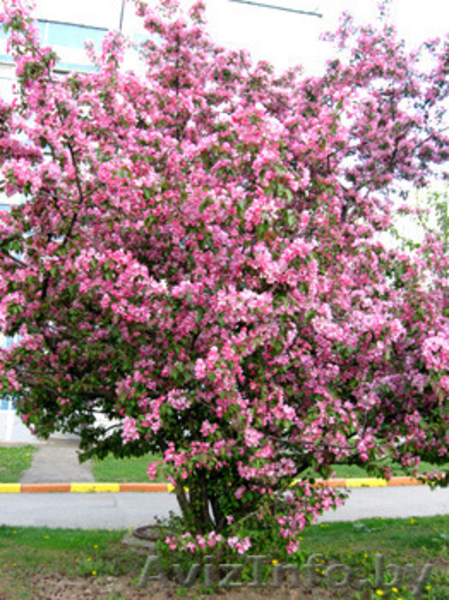 Райские яблони сортовые саженцы - Изображение #1, Объявление #1581960