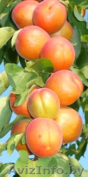 Колоновидные абрикосы, персики, вишни, черешни, сливы, груши, яблони 1 - Изображение #3, Объявление #1581959