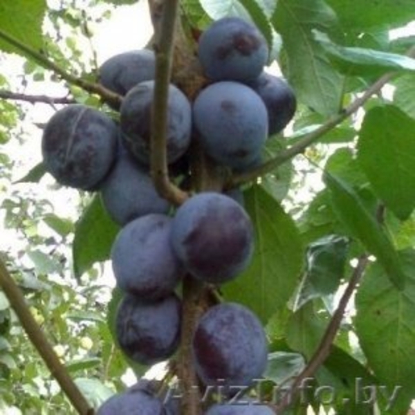 Колоновидные абрикосы, персики, вишни, черешни, сливы, груши, яблони 1 - Изображение #6, Объявление #1581959