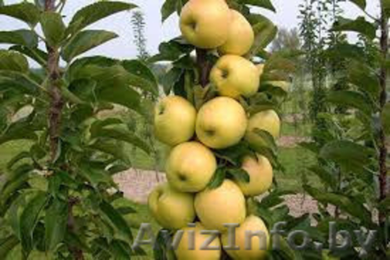 Колоновидные абрикосы, персики, вишни, черешни, сливы, груши, яблони 1 - Изображение #10, Объявление #1581959