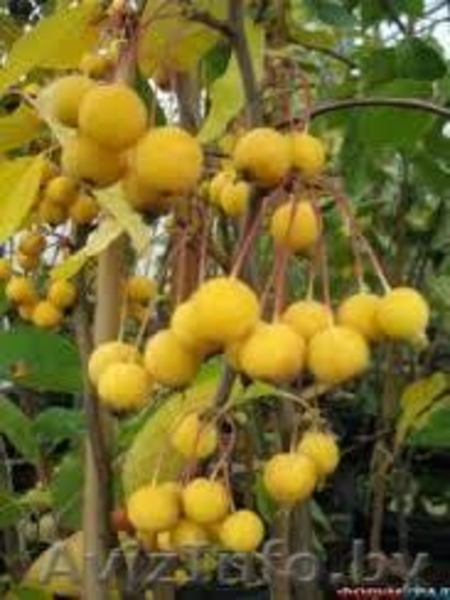 Райские яблони сортовые саженцы - Изображение #9, Объявление #1581960