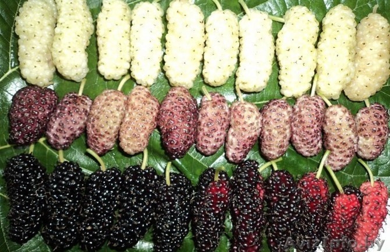 Шелковица саженцы сортовые - Изображение #6, Объявление #1581962